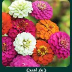 بذر گل آهار پا کوتاه پرپر گل درشت الوان