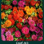 بذر گل آهار پابلند پرپر گل درشت الوان