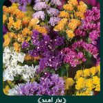 بذر گل استاتیس (لیمونیوم) پابلند الوان