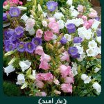 بذر گل استکانی پامتوسط الوان هلندی