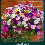 بذر گل اطلسی معطر الوان