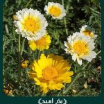 بذر گل بابونه زینتی پا متوسط پر گل زرد و سفید