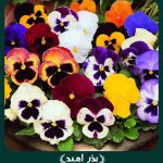 بذر گل بنفشه گل درشت الوان
