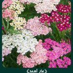بذر گل بومادران زینتی خارجی الوان