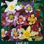 بذر گل تاج الملوک پابلند الوان