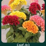 بذر گل تاج خروس چتری پامتوسط الوان