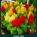 بذر گل تاج خروس افشان (دم روباهی) پابلند مخلوط (اکثرا قرمز)