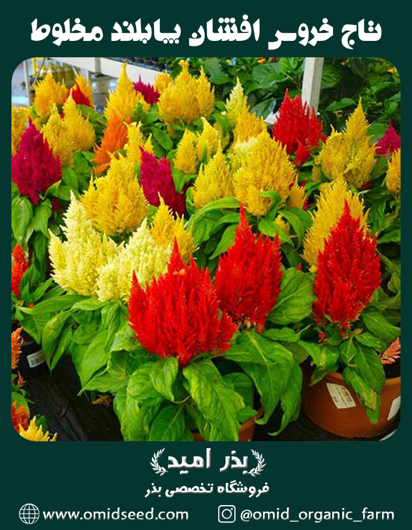 تاج خروس افشان (دم روباهی) پابلند مخلوط بذر گل تاج خروس افشان (دم روباهی) پابلند مخلوط (اکثرا قرمز) - تصویر 1