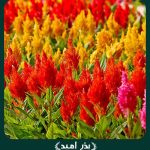بذر گل تاج خروس افشان (دم روباهی) پامتوسط الوان