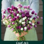 بذر گل تکمه ای پابلند الوان (مناسب برای گل خشک)