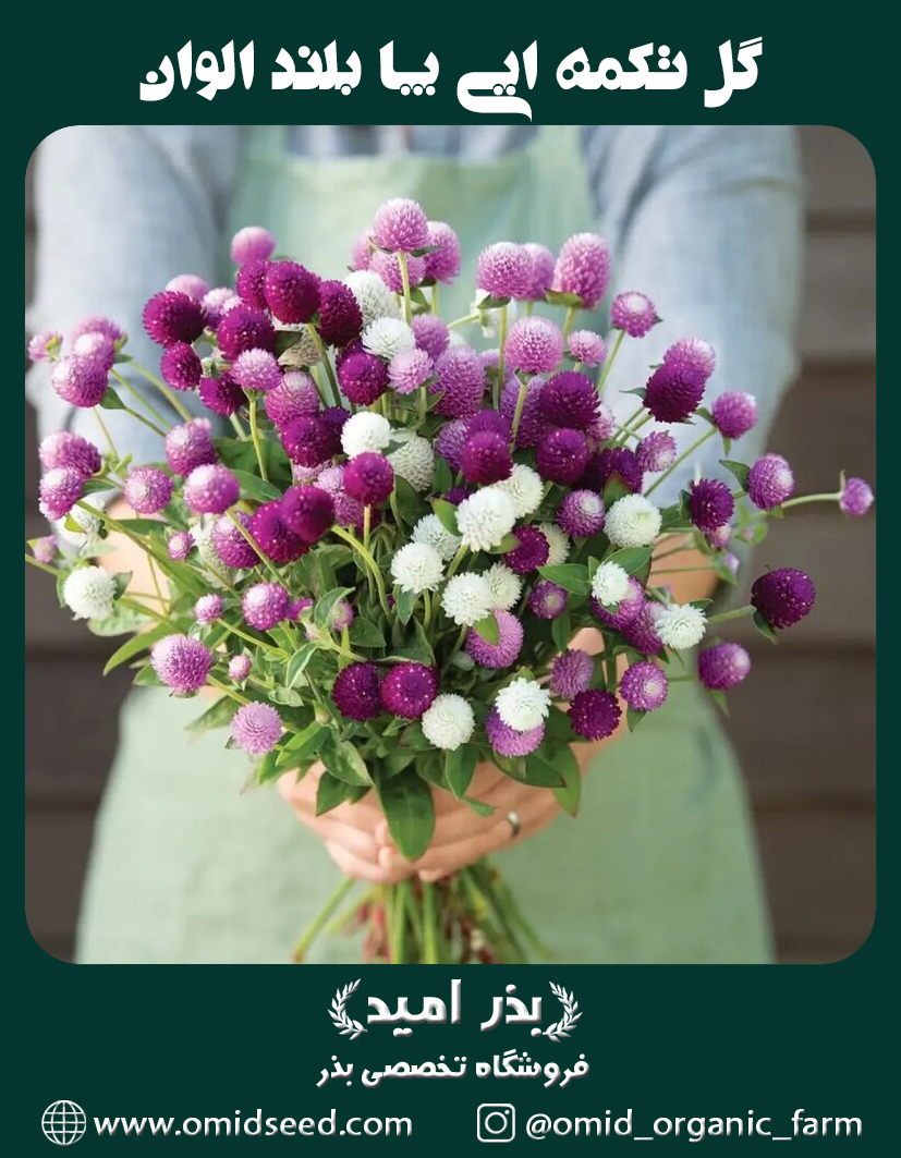 تکمه ایی پا بلند الوان بذر گل تکمه ای پابلند الوان (مناسب برای گل خشک) - تصویر 1