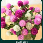 بذر گل تکمه ای پاکوتاه الوان