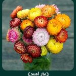 بذر گل جاوید (مینا خشک) الوان