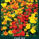 بذر گل جعفری پاکوتاه گلریز پرگل (مینیاتوری) الوان