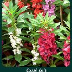 بذر گل حنا پا متوسط پرگل الوان