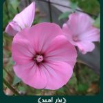 بذر گل ختمی (لاواترا) پامتوسط کم پر مخلوط