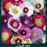 بذر گل ختمی پابلند الوان