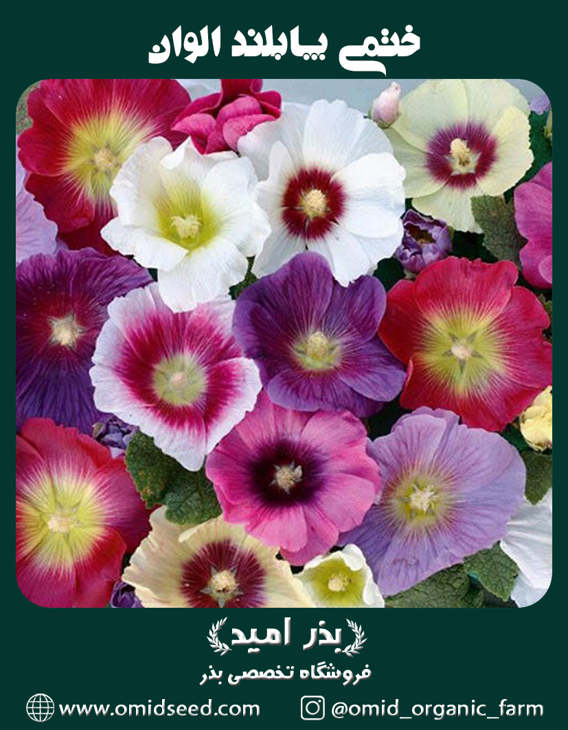 ختمی پابلند الوان بذر گل ختمی پابلند الوان - تصویر 1