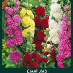 بذر گل ختمی پابلند پرپر الوان