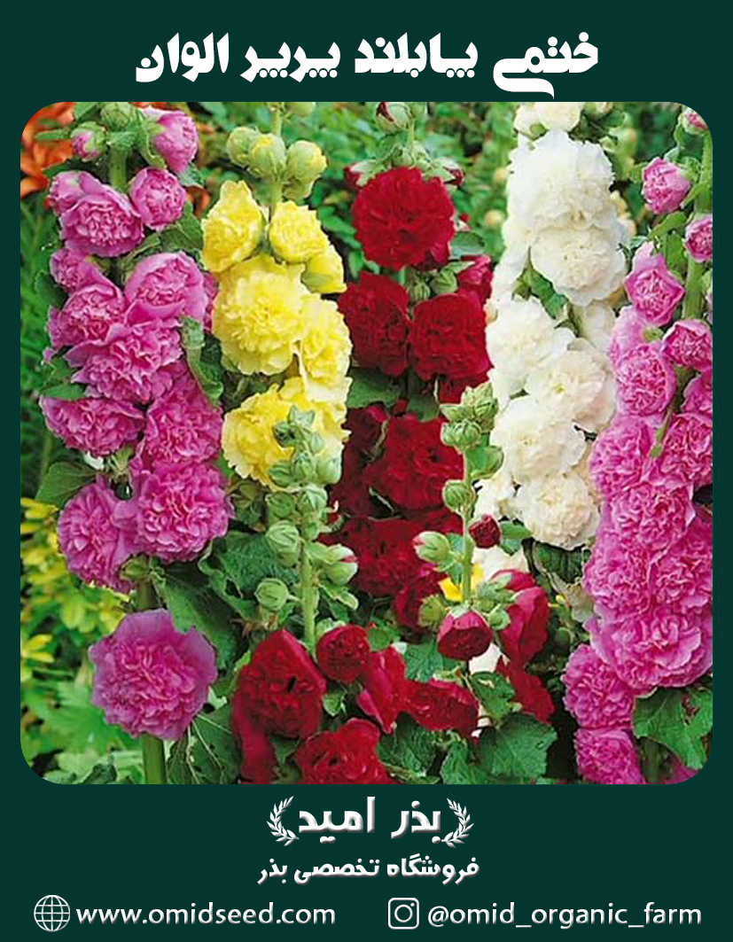 ختمی پابلند پرپر الوان بذر گل ختمی پابلند پرپر الوان - تصویر 1