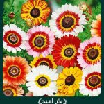 بذر گل داوودی تابستانه پامتوسط الوان (یکساله)