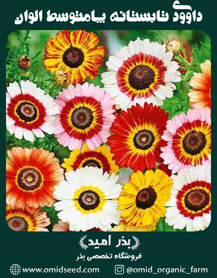 داوودی تابستانه پامتوسط الوان (یکساله) بذر گل داوودی تابستانه پامتوسط الوان (یکساله) - تصویر 1