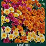 بذر گل داوودی پاکوتاه الوان بسیار پرگل