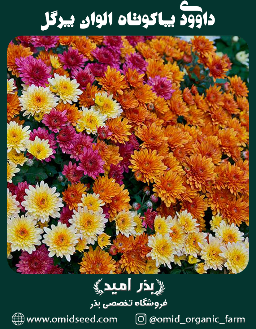 داوودی پاکوتاه الوان بسیار پرگل بذر گل داوودی پاکوتاه الوان بسیار پرگل - تصویر 1