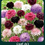 بذر گل درخشنده پامتوسط پرپر الوان