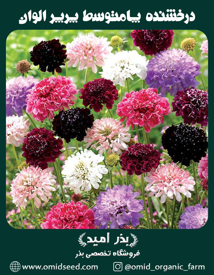 درخشنده پامتوسط پرپر الوان بذر گل درخشنده پامتوسط پرپر الوان - تصویر 1