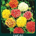 بذر گل رعنا زیبا پاکوتاه پرپر الوان (گلدانی)