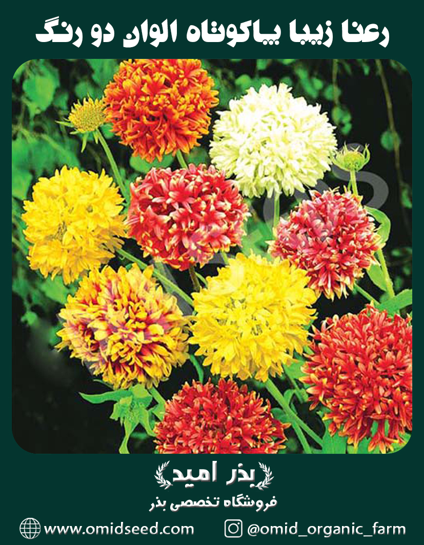 رعنا زیبا پاکوتاه پرپر الوان (دارای گلهای دو رنگ بذر گل رعنا زیبا پاکوتاه پرپر الوان (گلدانی) - تصویر 1