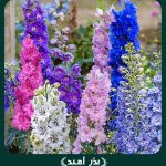 بذر گل زبان در قفا (دلفینیوم) پابلند الوان