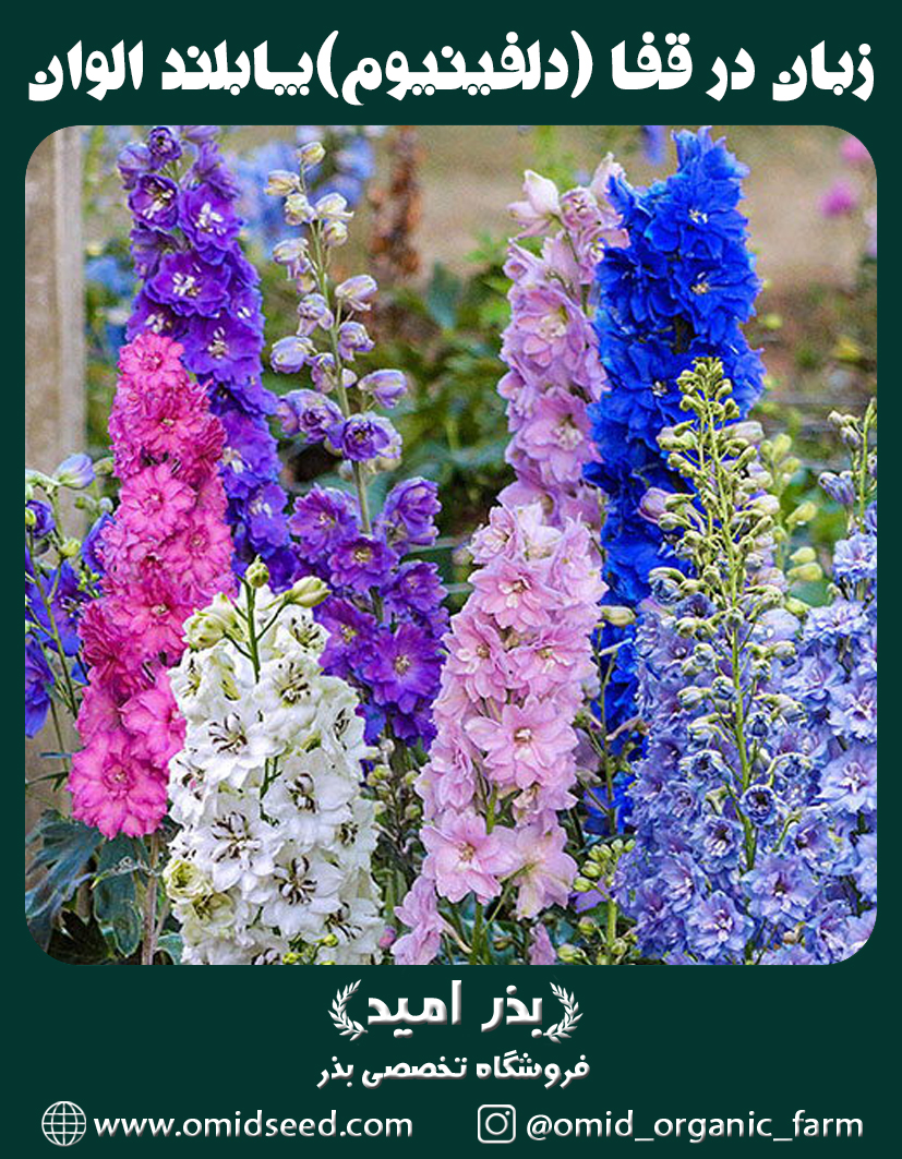 زبان در قفا (دلفینیوم) پابلند الوان بذر گل زبان در قفا (دلفینیوم) پابلند الوان - تصویر 1