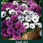 بذر گل استئوسپرموم پاکوتاه الوان