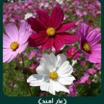 بذر گل ستاره ای پابلند پرگل الوان