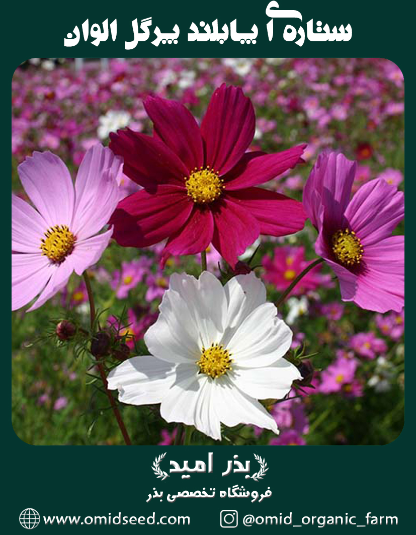 ستاره ای پابلند پرگل الوان بذر گل ستاره ای پابلند پرگل الوان - تصویر 1