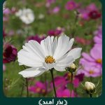 بذر گل ستاره ای پاکوتاه پرگل الوان