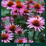 بذر گل سرخارگل (اکیناسه) پامتوسط صورتی رنگ