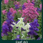 بذر گل سلوی (مريم گلی) پابلند گلریز پرگل الوان