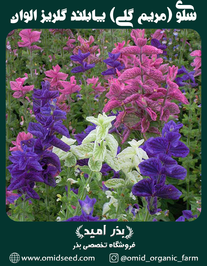 سلوی (مريم گلی) پابلند گلریز پرگل الوان بذر گل سلوی (مريم گلی) پابلند گلریز پرگل الوان - تصویر 1