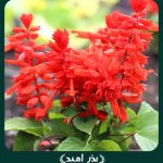 بذر گل سلوی پامتوسط قرمز