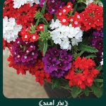 بذر گل شاهپسند يكساله پرگل الوان