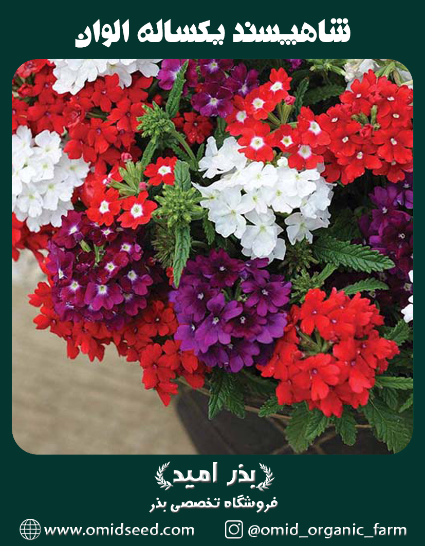 شاهپسند يكساله بسيار پرگل خوشبو الوان بذر گل شاهپسند يكساله پرگل الوان - تصویر 1