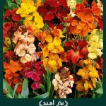 بذر گل شب بو خیری نیمه پاکوتاه الوان