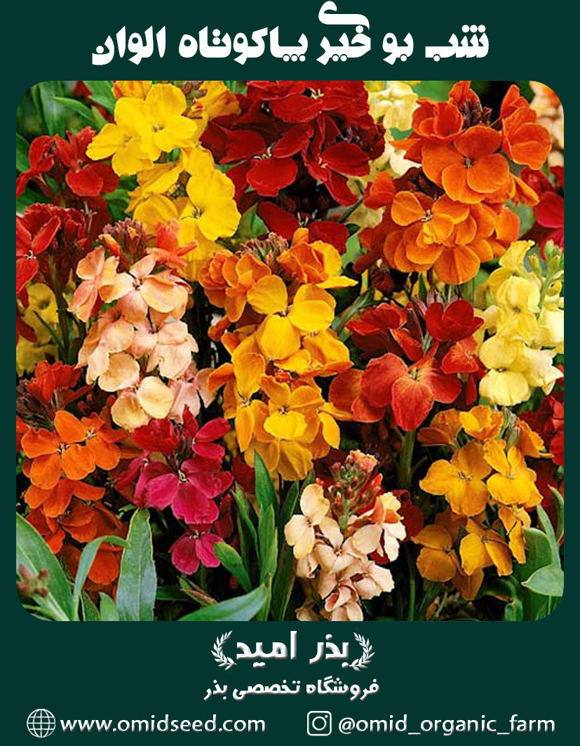 شب بو خیری نیمه پاکوتاه الوان بذر گل شب بو خیری نیمه پاکوتاه الوان - تصویر 1
