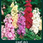 بذر گل شب بو پابلند مخلوط الوان