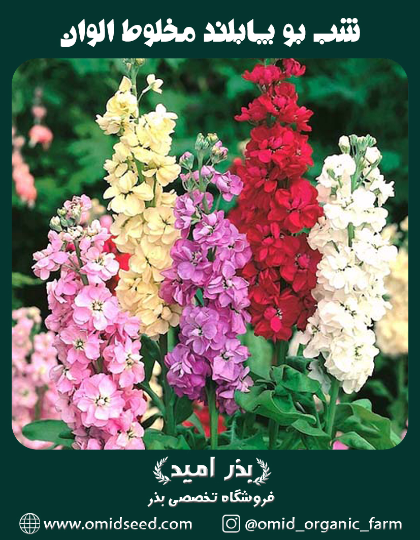 شب بو پابلند مخلوط کم پر و پرپر الوان بذر گل شب بو پابلند مخلوط الوان - تصویر 1