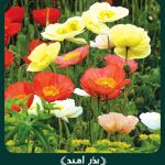 بذر گل شقايق پابلند مخلوط الوان