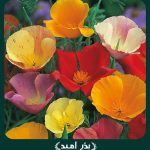 بذر گل شقايق کالیفرنیایی پاكوتاه پرگل الوان